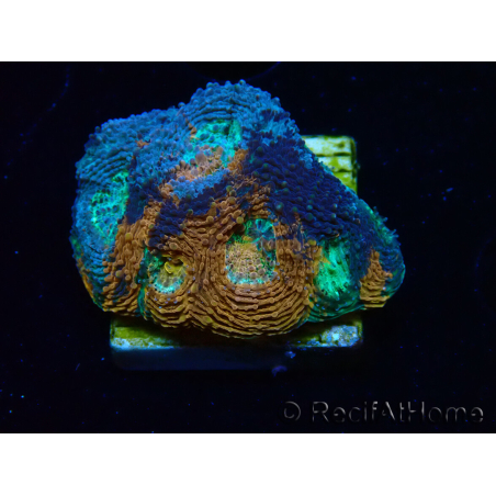 WYSIWYG - BigR Acanthastrea echinata Gum Drop 3Q5