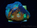 WYSIWYG - BigR Acanthastrea echinata Gum Drop