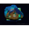 WYSIWYG - BigR Acanthastrea echinata Gum Drop