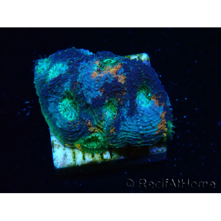 WYSIWYG - BigR Acanthastrea echinata Gum Drop 3Q6