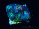 WYSIWYG - BigR Acanthastrea echinata Gum Drop 3Q6