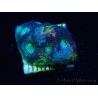 WYSIWYG - BigR Acanthastrea echinata Gum Drop