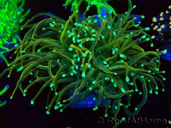 WYSIWYG Euphyllia glabrescens (Marikultur unter LED akklimatisiert) 8B1