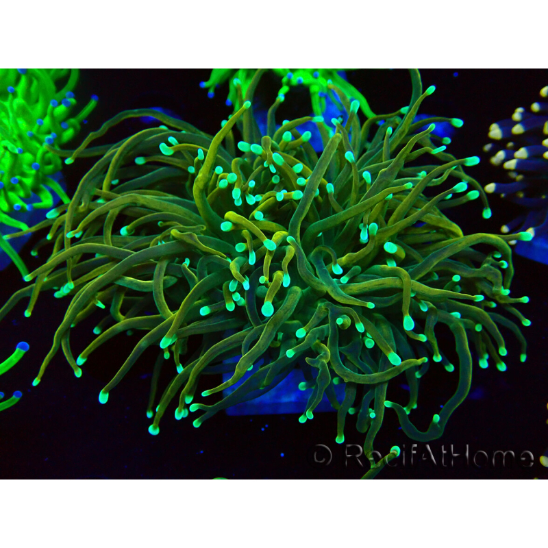 WYSIWYG Euphyllia glabrescens (Marikultur unter LED akklimatisiert) 8B1
