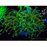 WYSIWYG Euphyllia glabrescens (Mariculture acclimated under LED) 8B1