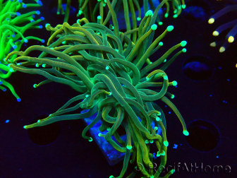 WYSIWYG Euphyllia glabrescens (Mariculture acclimated under LED) 8B3