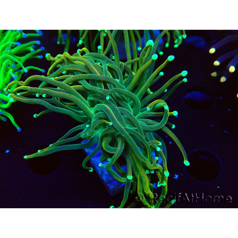 WYSIWYG Euphyllia glabrescens (Mariculture acclimaté sous LED) 8B3