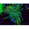 WYSIWYG Euphyllia glabrescens (Maricultura acclimatata sotto LED) 8B3