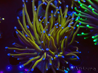 WYSIWYG Euphyllia glabrescens (Acclimated Mariculture under LED) 8C5