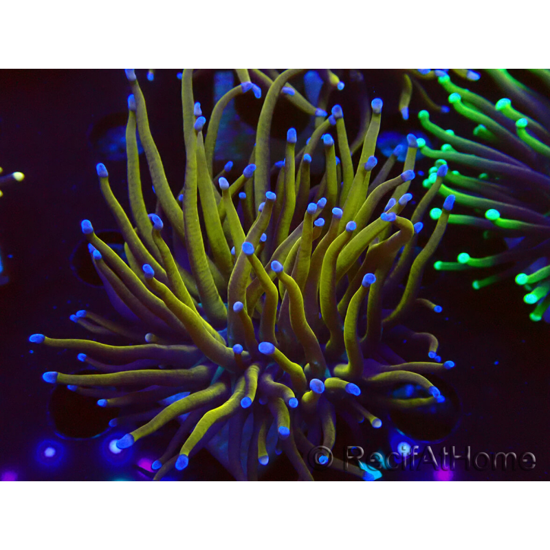 WYSIWYG Euphyllia glabrescens (Mariculture acclimaté sous LED) 8C5