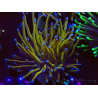 WYSIWYG Euphyllia glabrescens (Mariculture acclimaté sous LED) 8C5