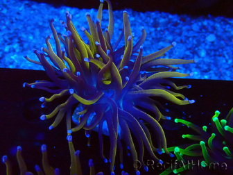 WYSIWYG Euphyllia glabrescens (Mariculture acclimaté sous LED) 8C6