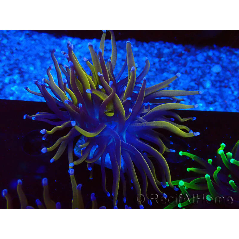 WYSIWYG Euphyllia glabrescens (Maricultura aclimatada bajo LED) 8C6