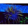 WYSIWYG Euphyllia glabrescens (Marikultur akklimatisiert unter LED) 8C6