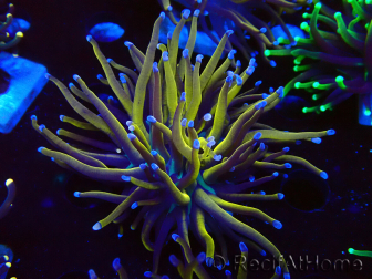 WYSIWYG Euphyllia glabrescens (Mariculture acclimated under LED) 8D1