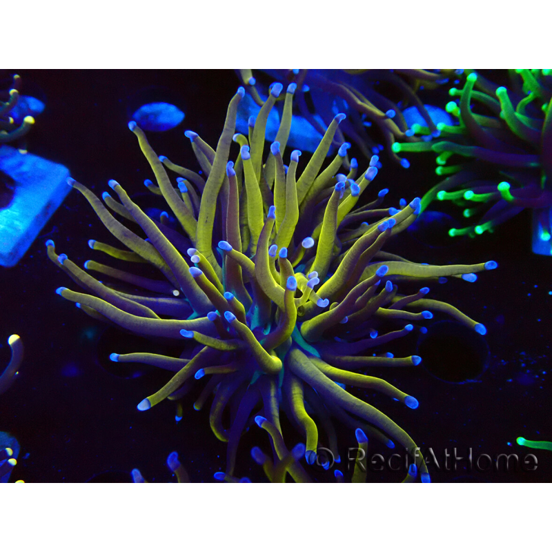 WYSIWYG Euphyllia glabrescens (Mariculture acclimaté sous LED) 8D1