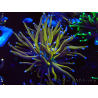 WYSIWYG Euphyllia glabrescens (Marikultur, akklimatisiert unter LED) 8D1