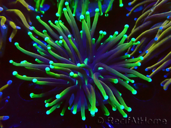 WYSIWYG Euphyllia glabrescens (Mariculture acclimaté sous LED) 8D5