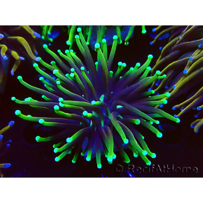 WYSIWYG Euphyllia glabrescens (Marikultur akklimatisiert unter LED) 8D5