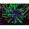 WYSIWYG Euphyllia glabrescens (Mariculture acclimated under LED) 8D5