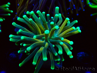 WYSIWYG Euphyllia glabrescens (Mariculture acclimated under LED) 8E5