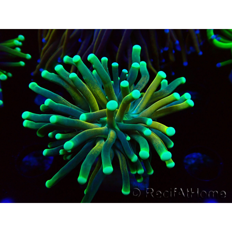 WYSIWYG Euphyllia glabrescens (Maricultura aclimatada bajo LED) 8E5