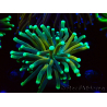 WYSIWYG Euphyllia glabrescens (Maricoltura acclimatata sotto LED) 8E5