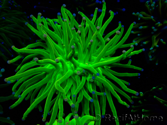 WYSIWYG Euphyllia glabrescens (Mariculture acclimaté sous LED) 8F3