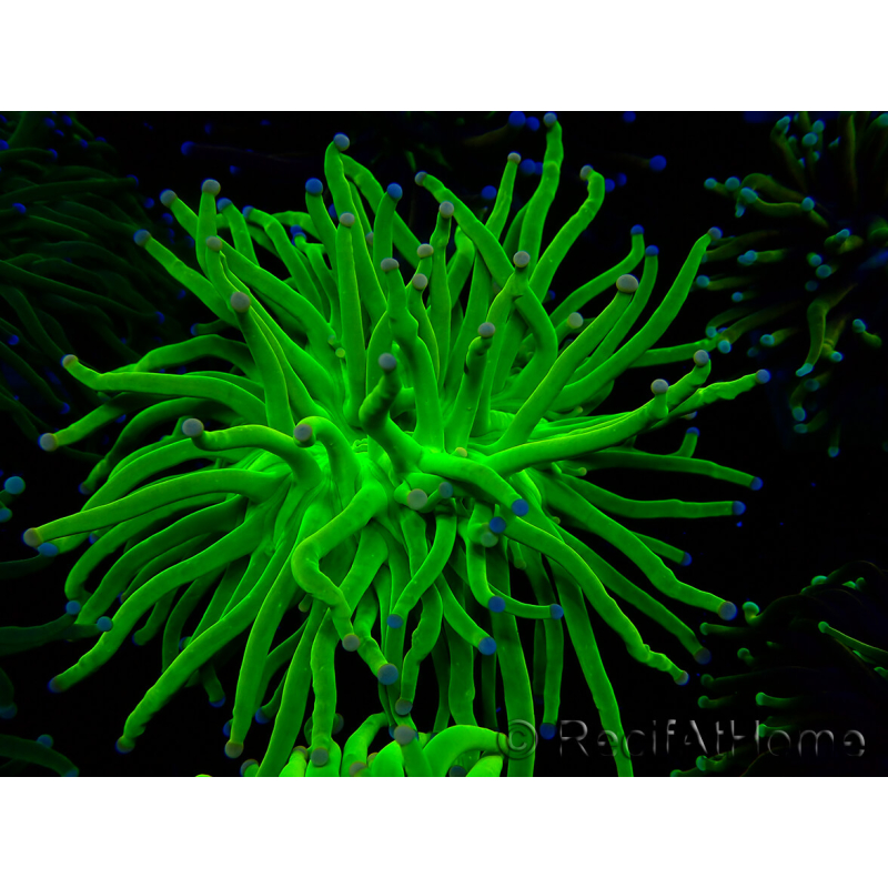 WYSIWYG Euphyllia glabrescens (Mariculture acclimaté sous LED) 8F3