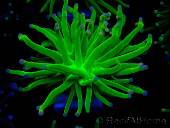 WYSIWYG Euphyllia glabrescens (Mariculture acclimated under LED) 8G1