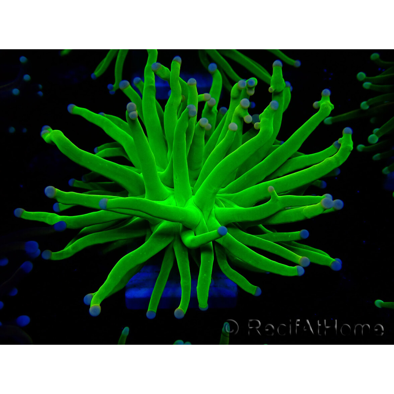 WYSIWYG Euphyllia glabrescens ULTRA TIGER (Mariculture acclimaté sous LED) 8G1