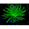 WYSIWYG Euphyllia glabrescens (Mariculture acclimated under LED) 8G1