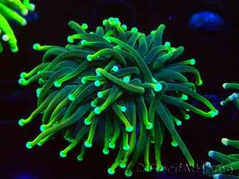 WYSIWYG Euphyllia glabrescens (Mariculture acclimated under LED) 8G4