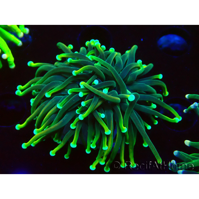 WYSIWYG Euphyllia glabrescens ULTRA TIGER (Mariculture acclimaté sous LED) 8G4