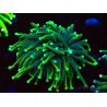 WYSIWYG Euphyllia glabrescens ULTRA TIGER (Mariculture acclimaté sous LED) 8G4