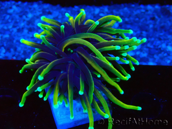 WYSIWYG Euphyllia glabrescens (Marikultur, akklimatisiert unter LED) 8G6