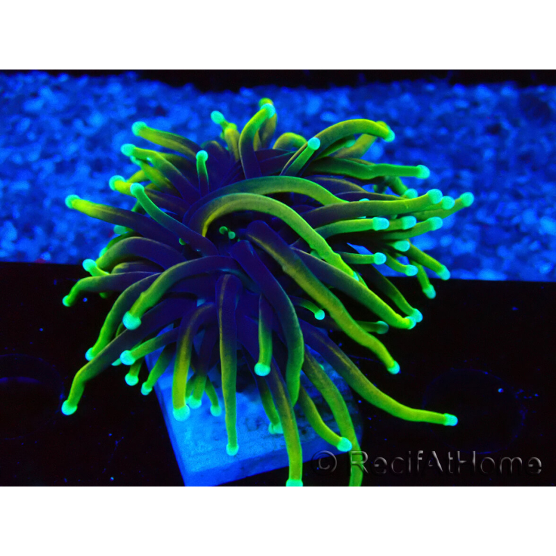 WYSIWYG Euphyllia glabrescens ULTRA TIGER (Mariculture acclimaté sous LED) 8G6