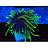 WYSIWYG Euphyllia glabrescens ULTRA TIGER (Mariculture acclimaté sous LED) 8G6