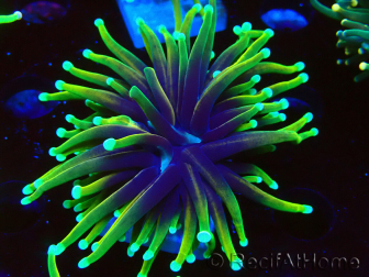 WYSIWYG Euphyllia glabrescens (Mariculture acclimated under LED) 8H1