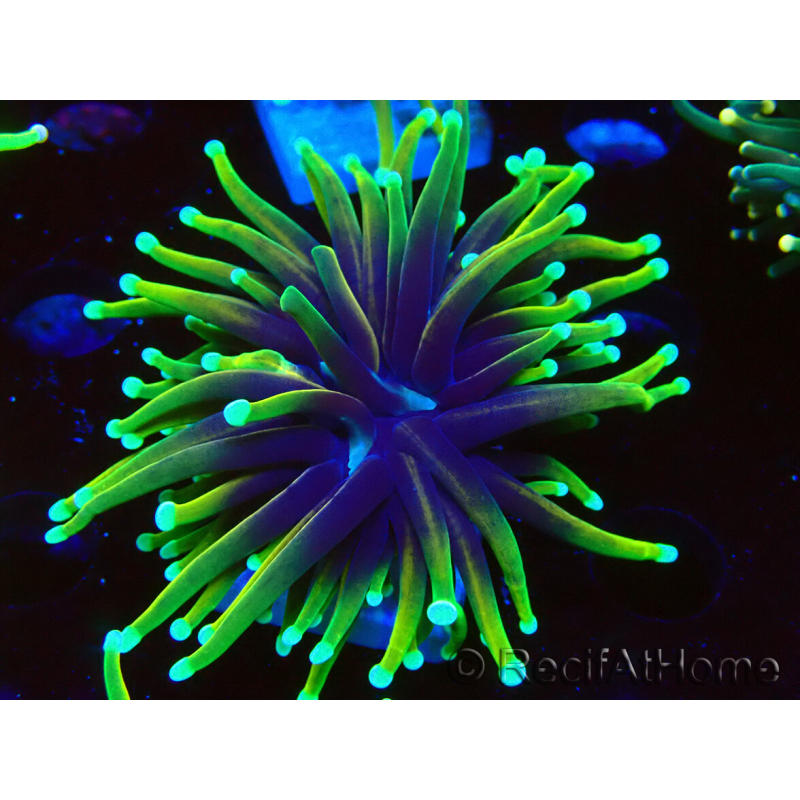 WYSIWYG Euphyllia glabrescens ULTRA TIGER (Mariculture acclimaté sous LED) 8H1