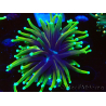 WYSIWYG Euphyllia glabrescens ULTRA TIGER (Mariculture acclimaté sous LED) 8H1