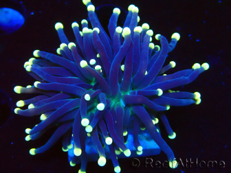 WYSIWYG Euphyllia glabrescens (Mariculture acclimated under LED) 8I2