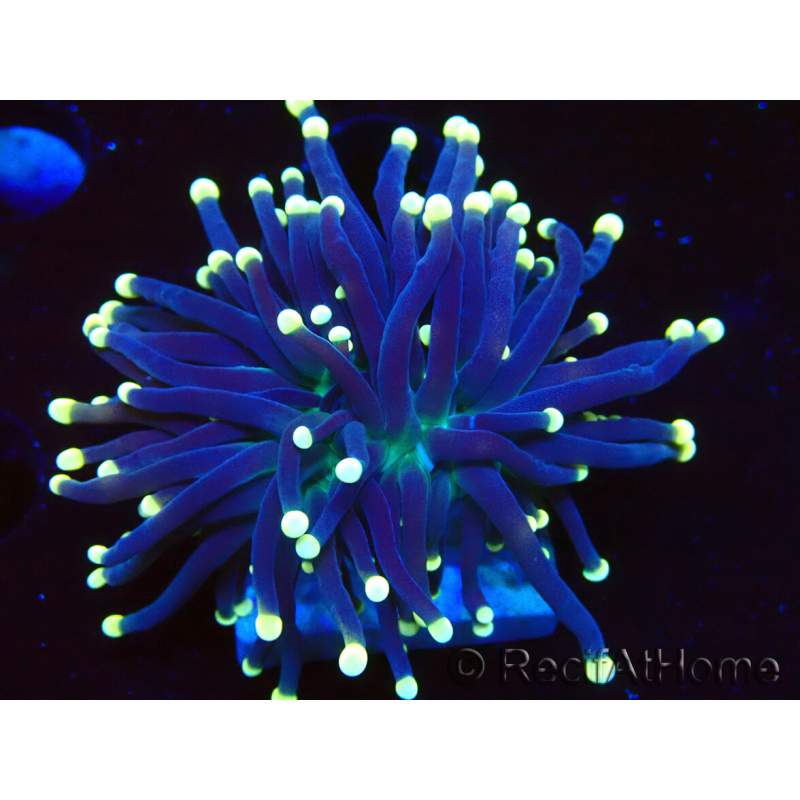 WYSIWYG Euphyllia glabrescens (Maricultura aclimatada bajo LED) 8I2