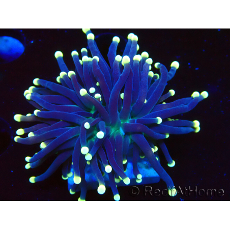 WYSIWYG Euphyllia glabrescens (Mariculture acclimaté sous LED) 8I2