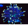WYSIWYG Euphyllia glabrescens (Maricultura aclimatada bajo LED) 8I2