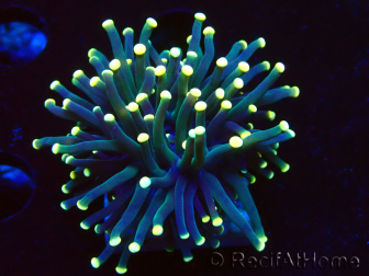 WYSIWYG Euphyllia glabrescens (Maricultura aclimatada bajo LED) 8I4