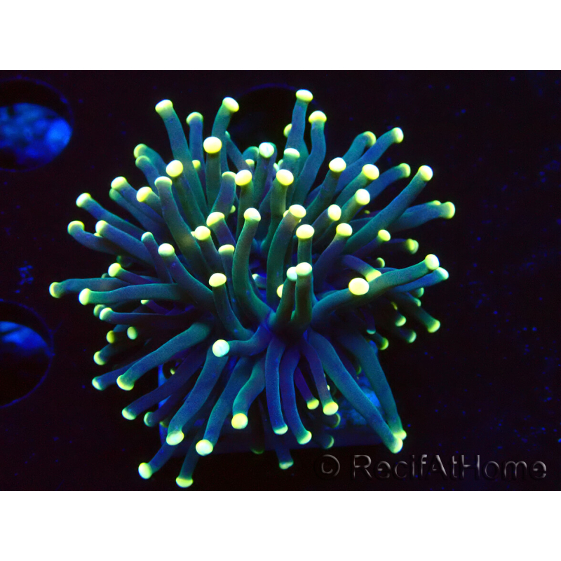 WYSIWYG Euphyllia glabrescens (Marikultur akklimatisiert unter LED) 8I4