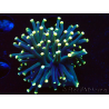 WYSIWYG Euphyllia glabrescens (Marikultur akklimatisiert unter LED) 8I4