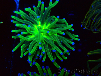 WYSIWYG Euphyllia glabrescens (Maricoltura acclimatata sotto LED) 8I5