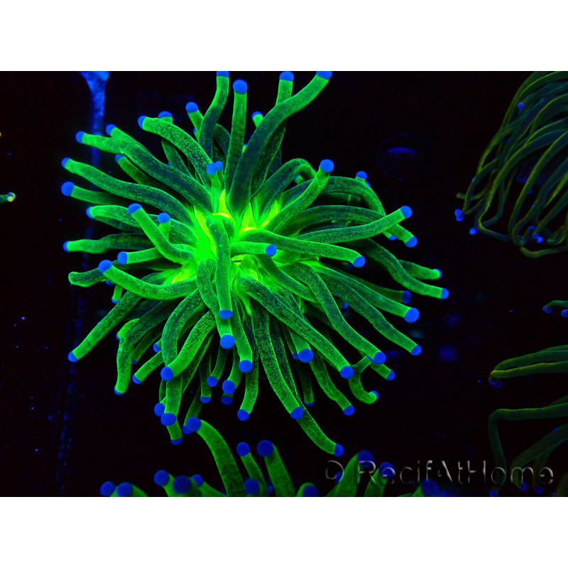 WYSIWYG Euphyllia glabrescens (Mariculture acclimaté sous LED) 8I5